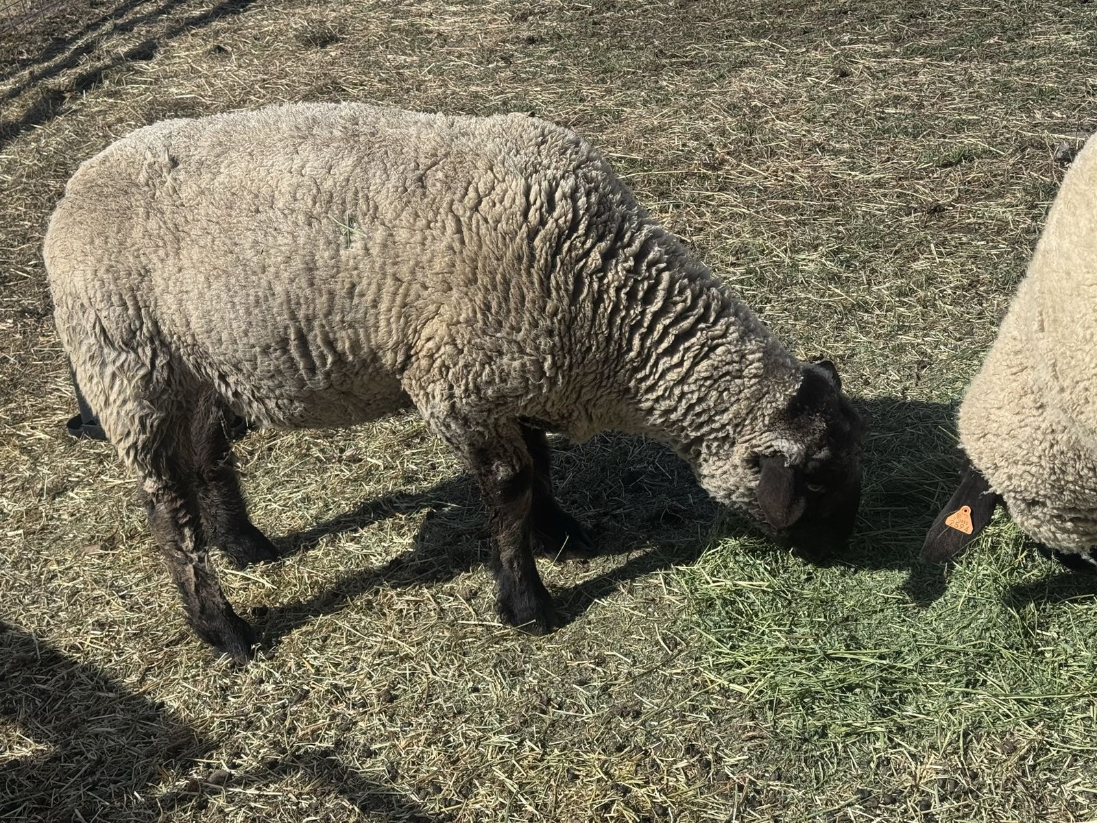 Suffolk ram