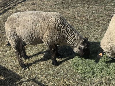 Suffolk ram