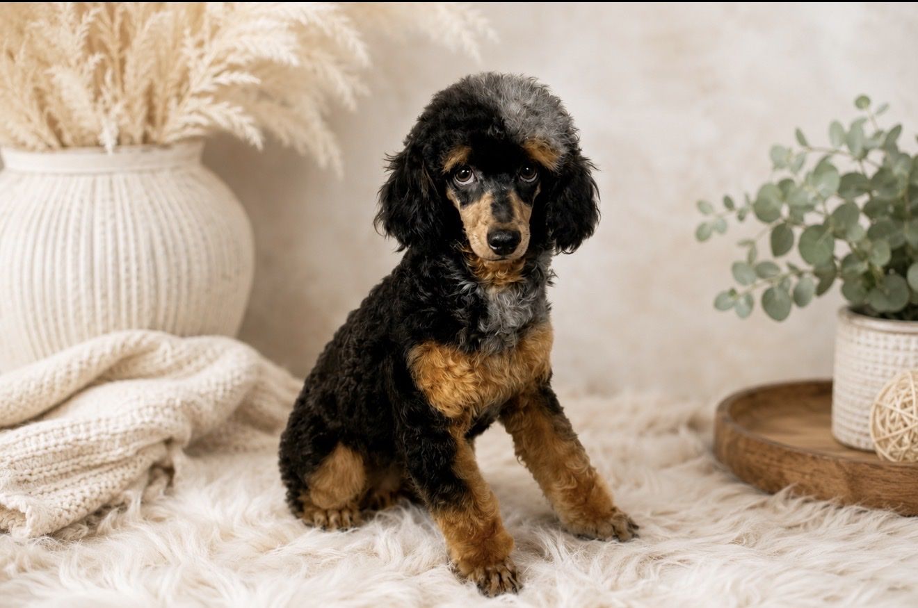 AKC Registered Blue Merle Phantom Toy Poodle Stud