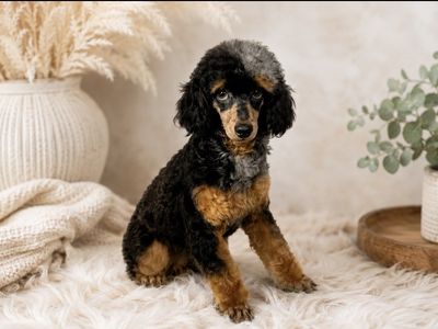 AKC Registered Blue Merle Phantom Toy Poodle Stud