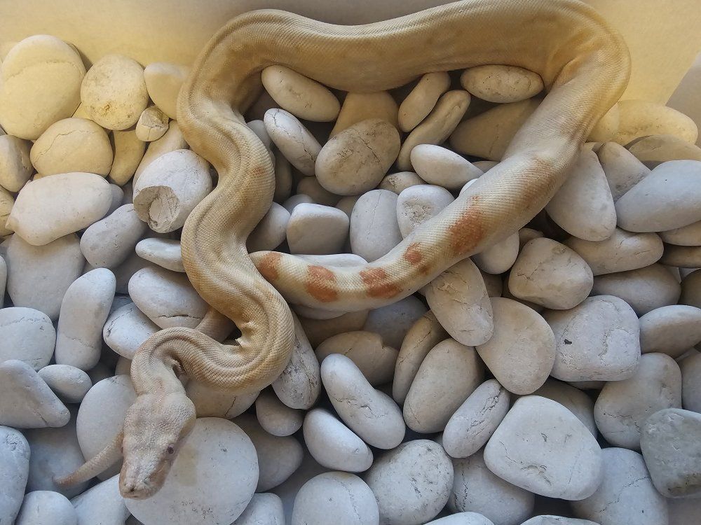 2020 Proven Male Kahl Albino IMG 66% het Anery