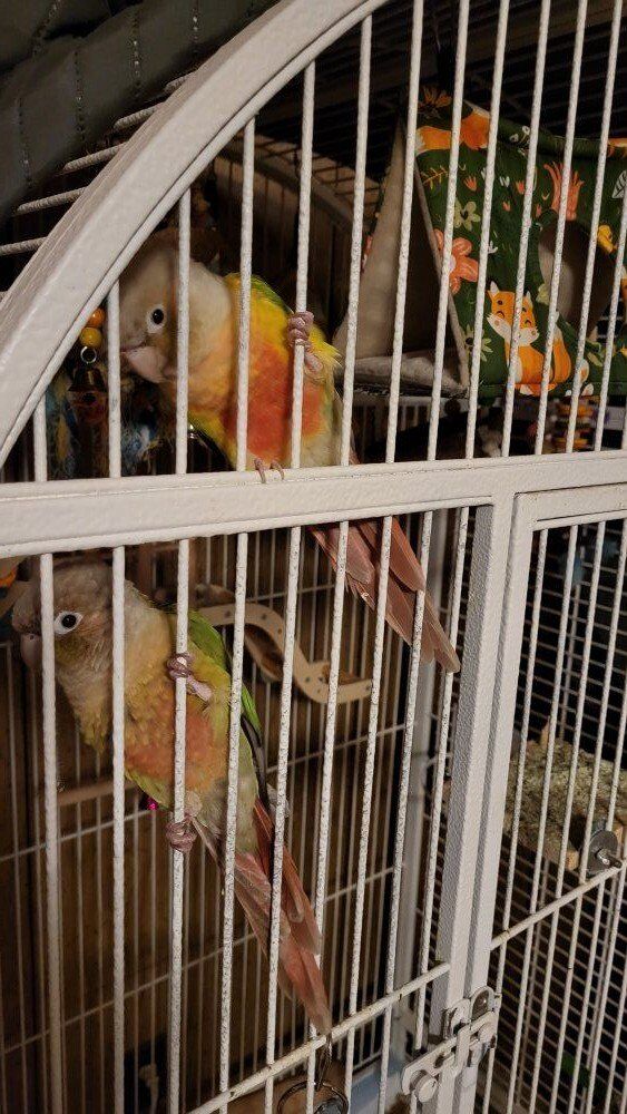 conurs male and female