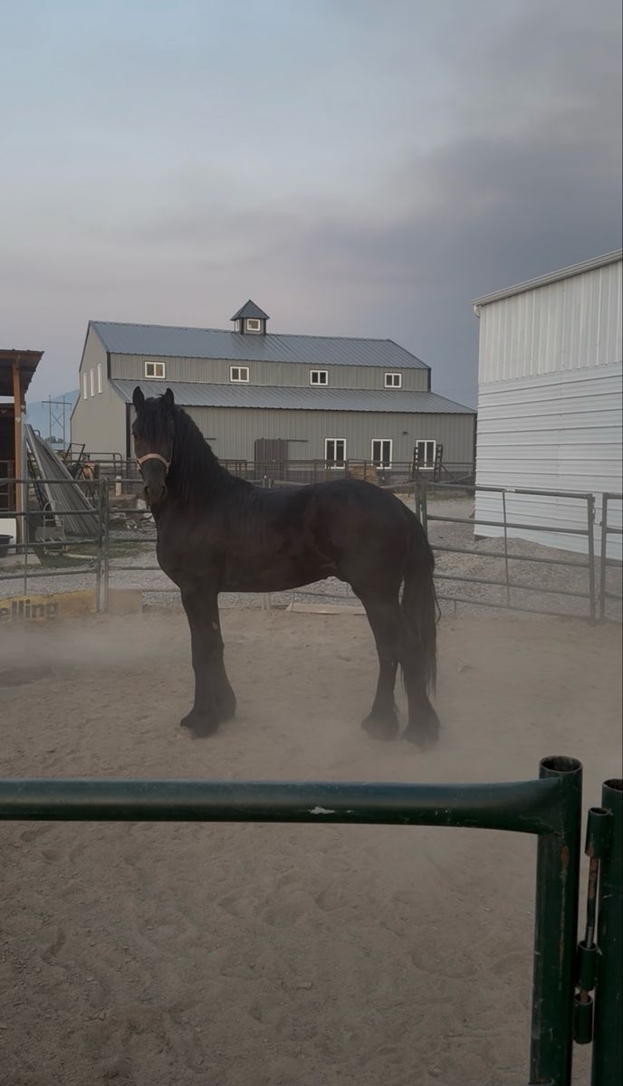 Exceptional 2-Year-Old KFPS Registered Friesian Colt – Sired by the Legendary Nane 492 Sport Elite