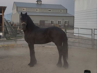 Exceptional 2-Year-Old KFPS Registered Friesian Colt – Sired by the Legendary Nane 492 Sport Elite