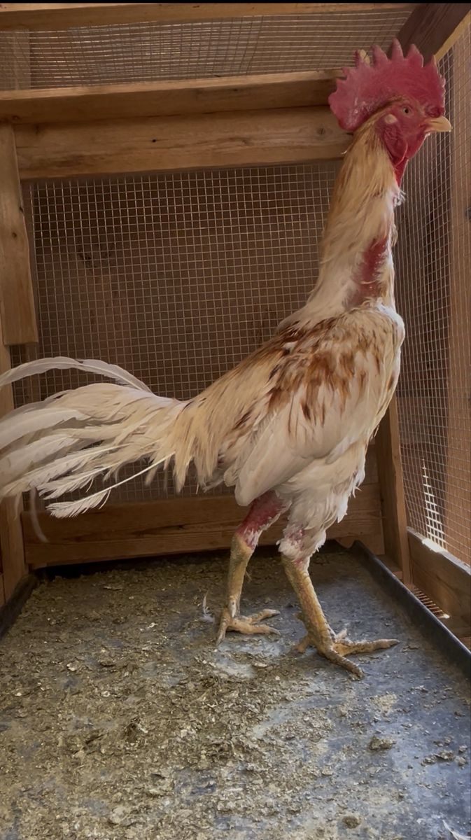 7lb Big Rooster 