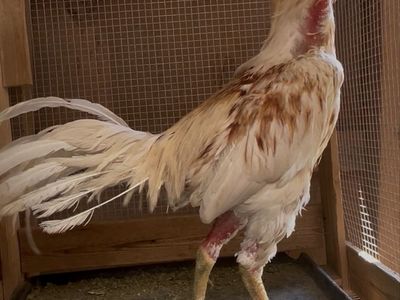 7lb Big Rooster