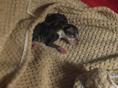 Two Kittens In Need A Of A Foster Mother