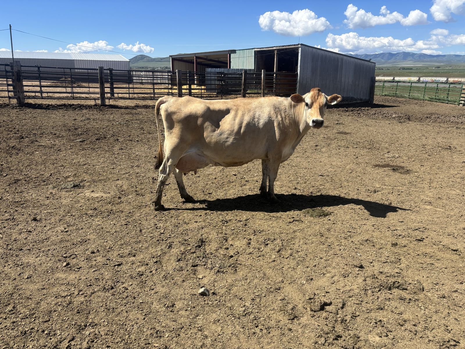 Registered jersey nurse cow