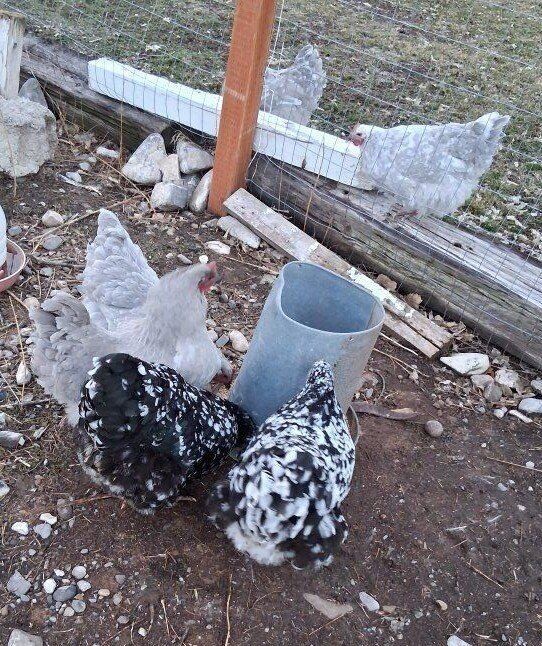 Lavendar and Mottled Orpington Hens