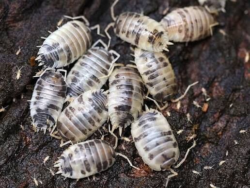 Dairy Cow Isopods 50 Count For $15