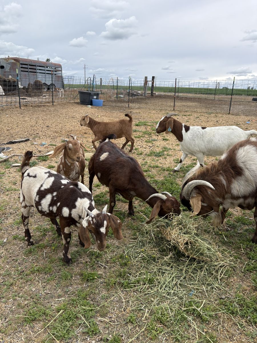 Boer goats