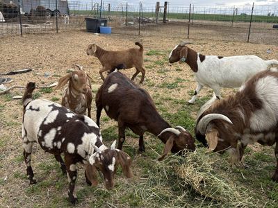 Boer goats