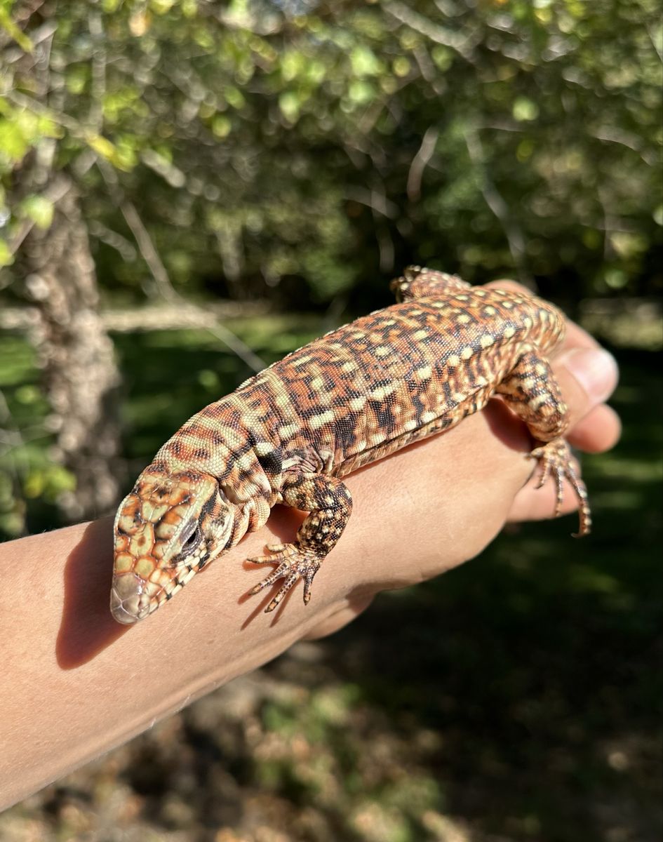 Tribred Tegu with cage