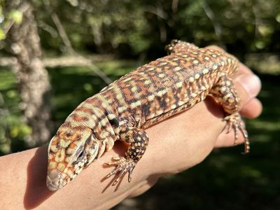 Tribred Tegu with cage