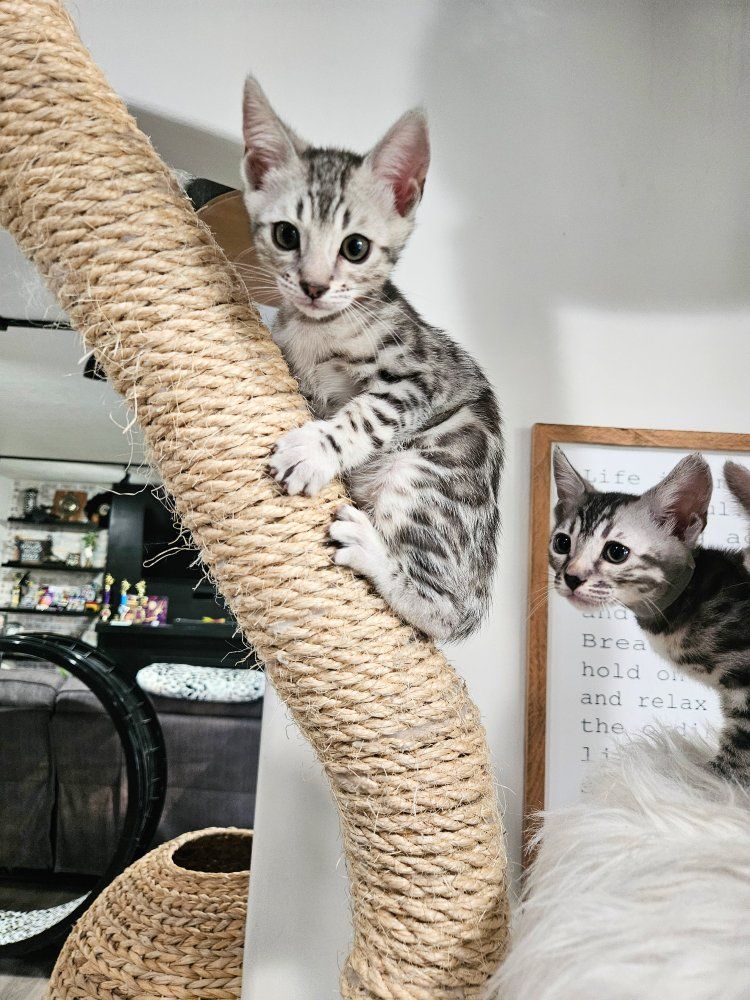 🧡EMOTIONAL SUPPORT TRAINING STARTED ️🧡 ONE GIRL LEFT ️🧡  Silver Snow Bengal Kitten  • TICA Registered  •  Hypoallergenic