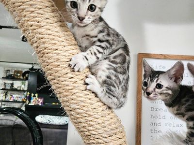 🧡EMOTIONAL SUPPORT TRAINING STARTED ️🧡 ONE GIRL LEFT ️🧡 Silver Snow Bengal Kitten • TICA Registered • Hypoallergenic