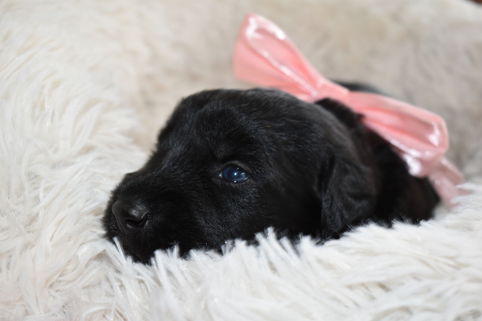 Giant Schnauzer Puppies