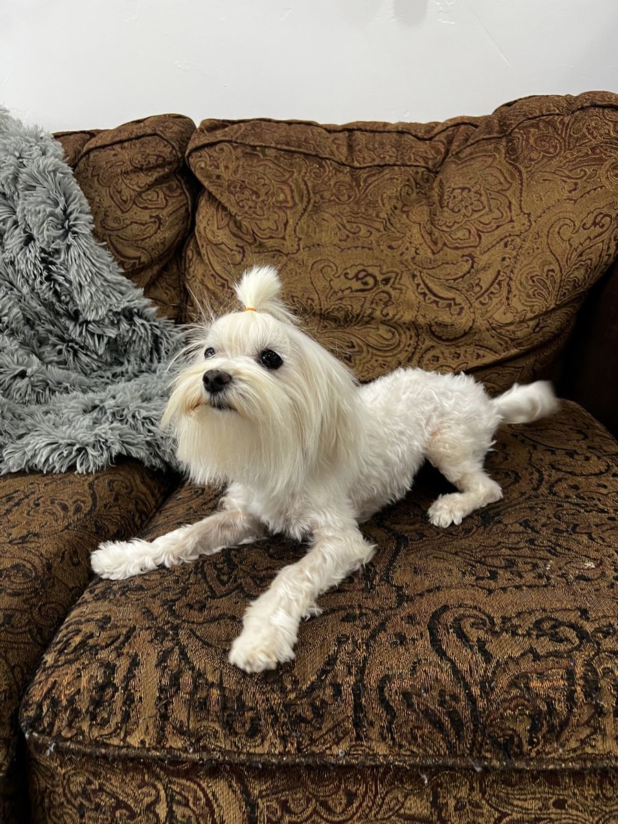 Maltese