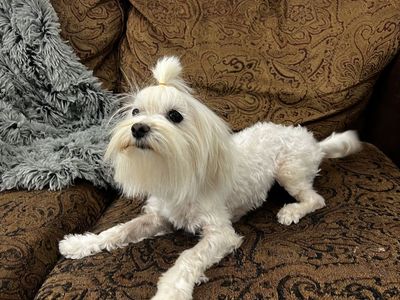 Maltese