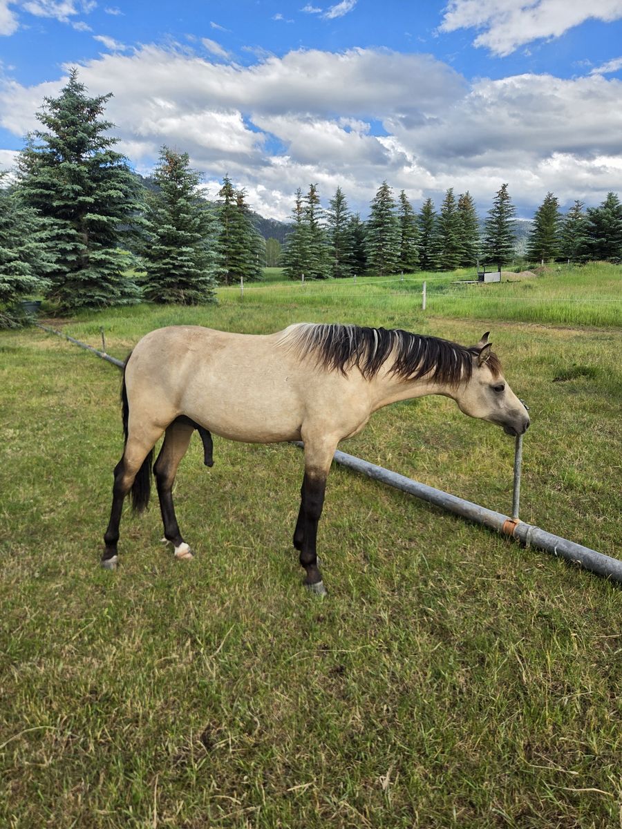 Fox Trotter ( Foxtrotter ) / Morab ( Morgan / Arabian ) Yearling gelding