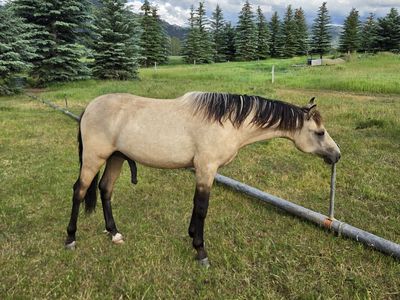 Fox Trotter ( Foxtrotter ) / Morab ( Morgan / Arabian ) Yearling gelding