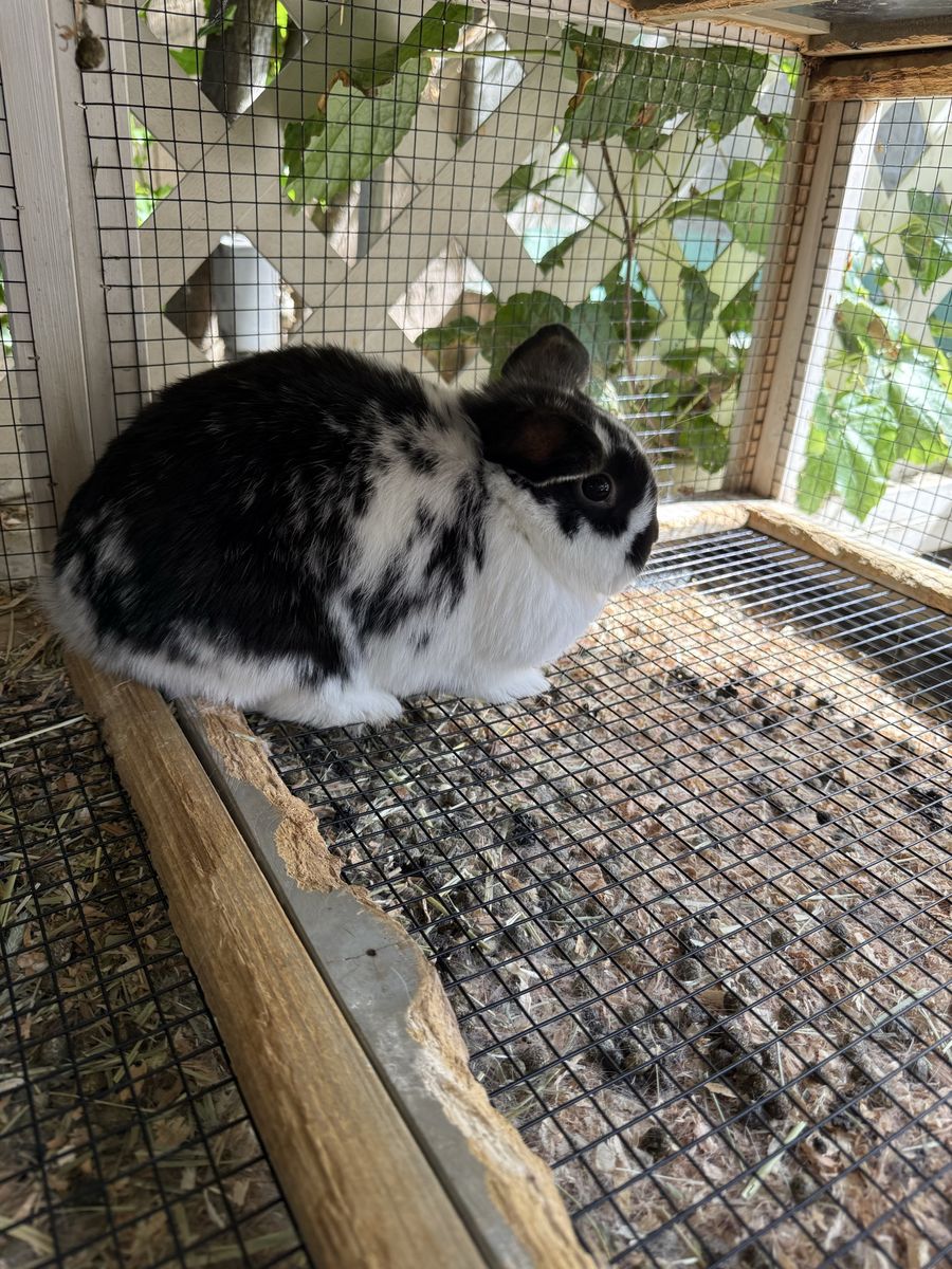 6 month old purebred holland lop