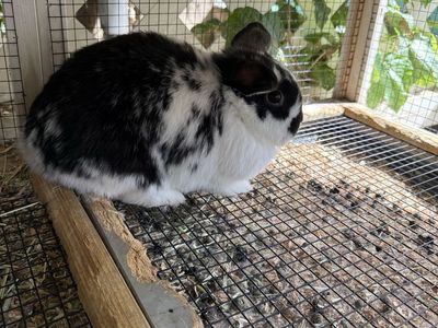 6 month old purebred holland lop