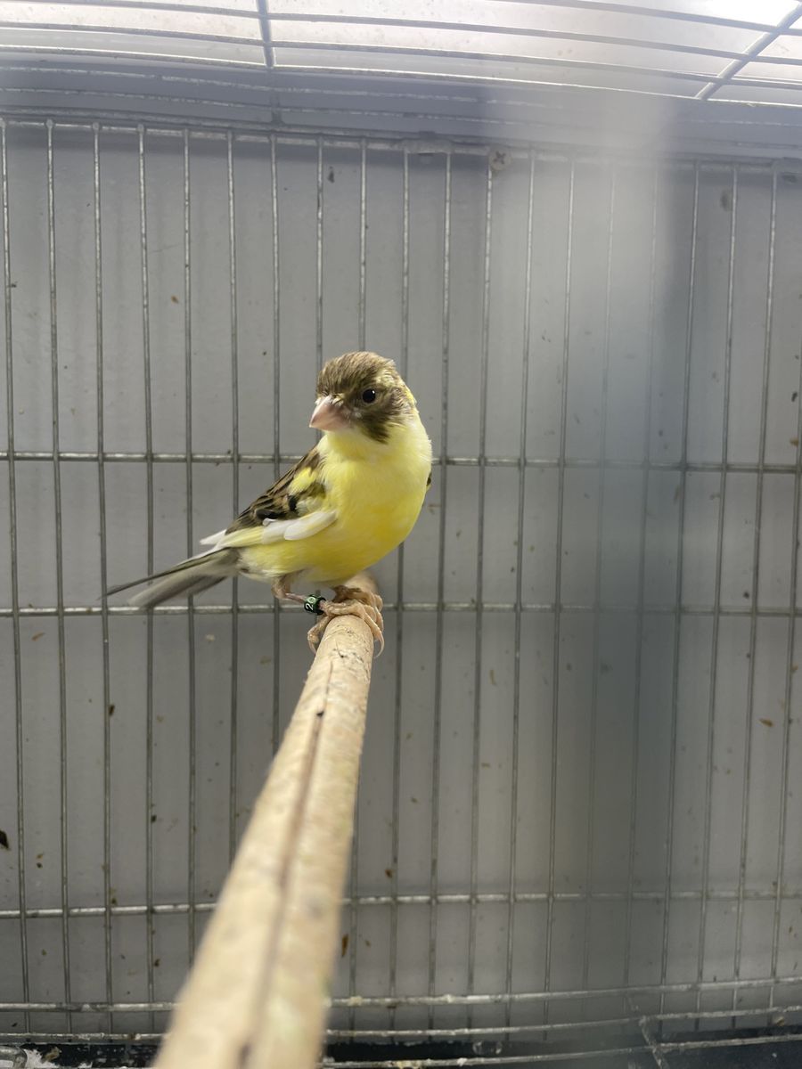 canaries for sale