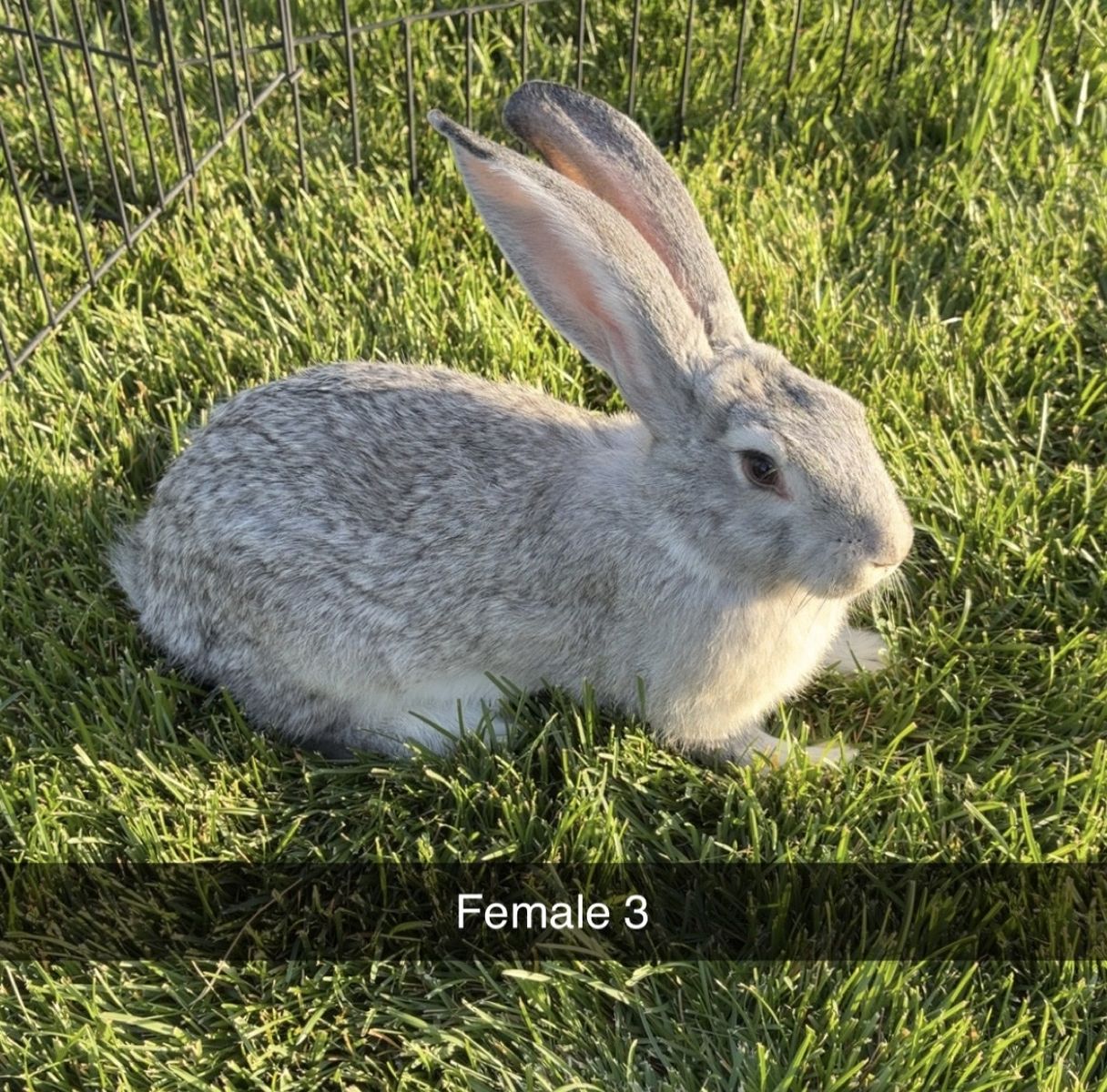 Main image 4