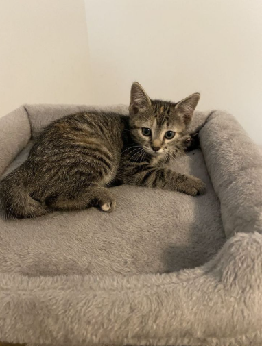 10 week old mixed Manx kitten for sale
