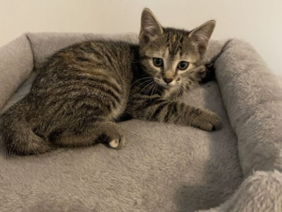 10 week old mixed Manx kitten for sale