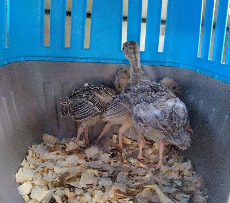 Narragansett Turkey 3 weeks old Poults 