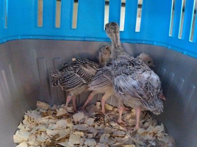 Narragansett Turkey 3 weeks old Poults