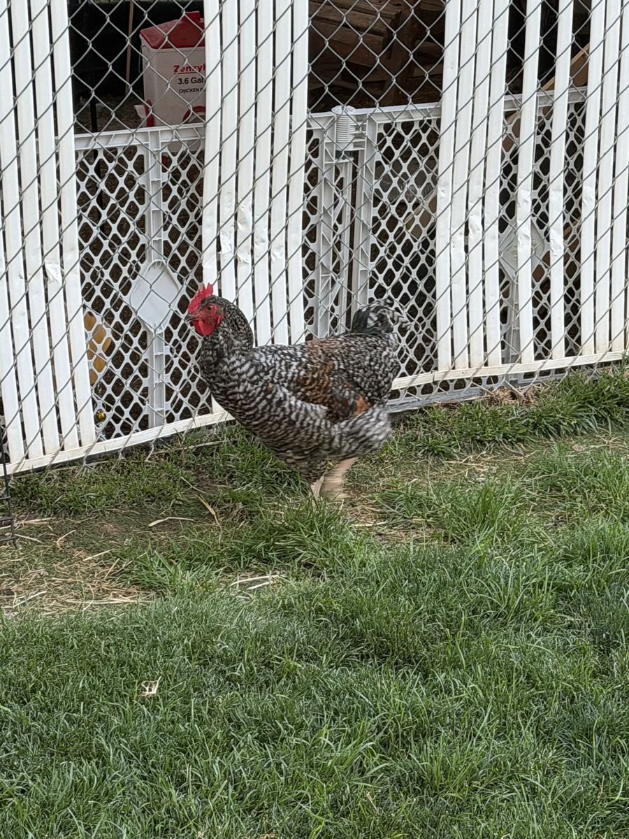 Two roosters