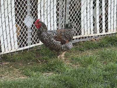 Two roosters