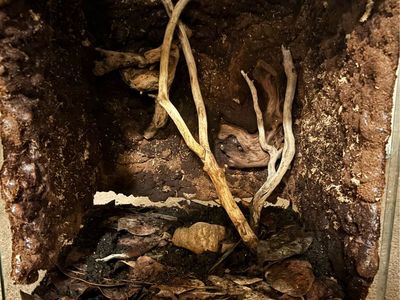 Thrive 18x18x24 Bioactive Enclosure