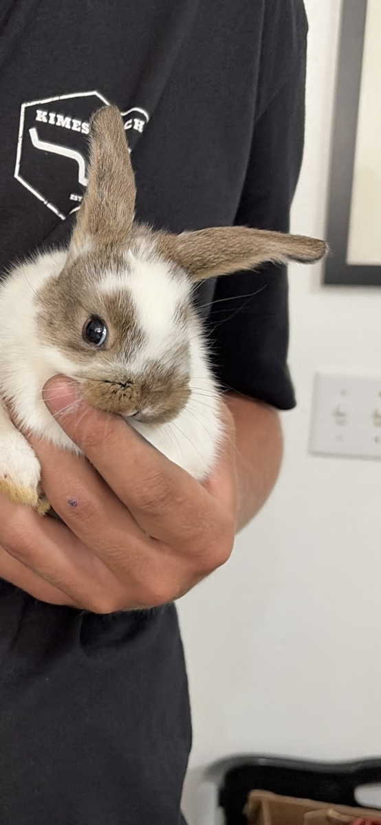 2 holland lop bunnies
