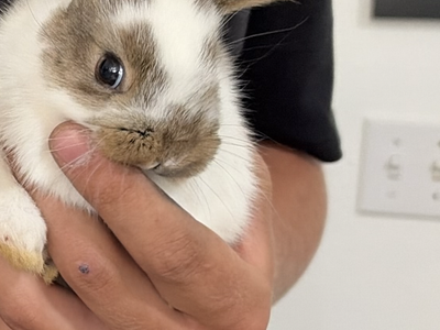2 holland lop bunnies