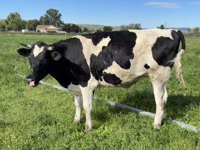 Holstein Beef Steers - No added hormones or antibiotics - Butcher date secured - July 16th & July 30