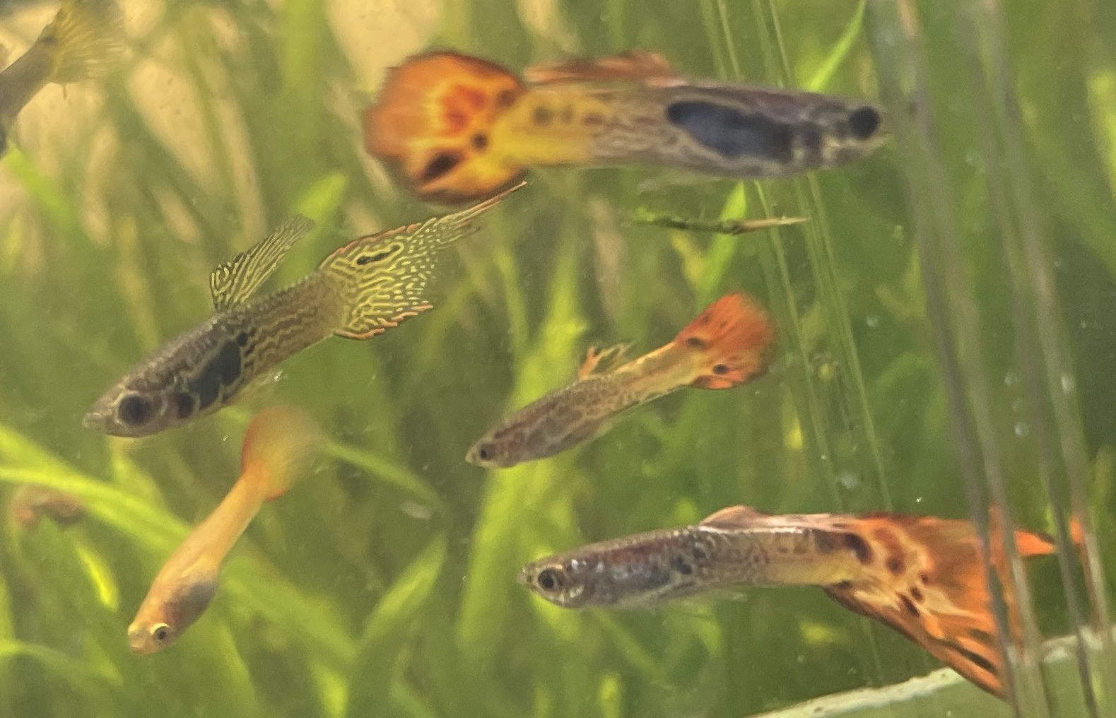Fancy male guppies