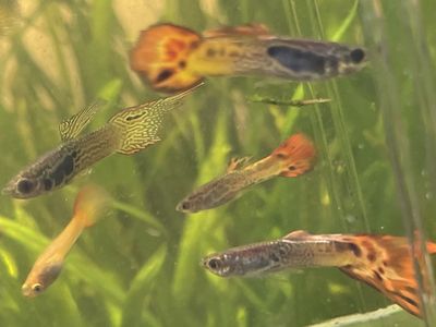 Fancy male guppies