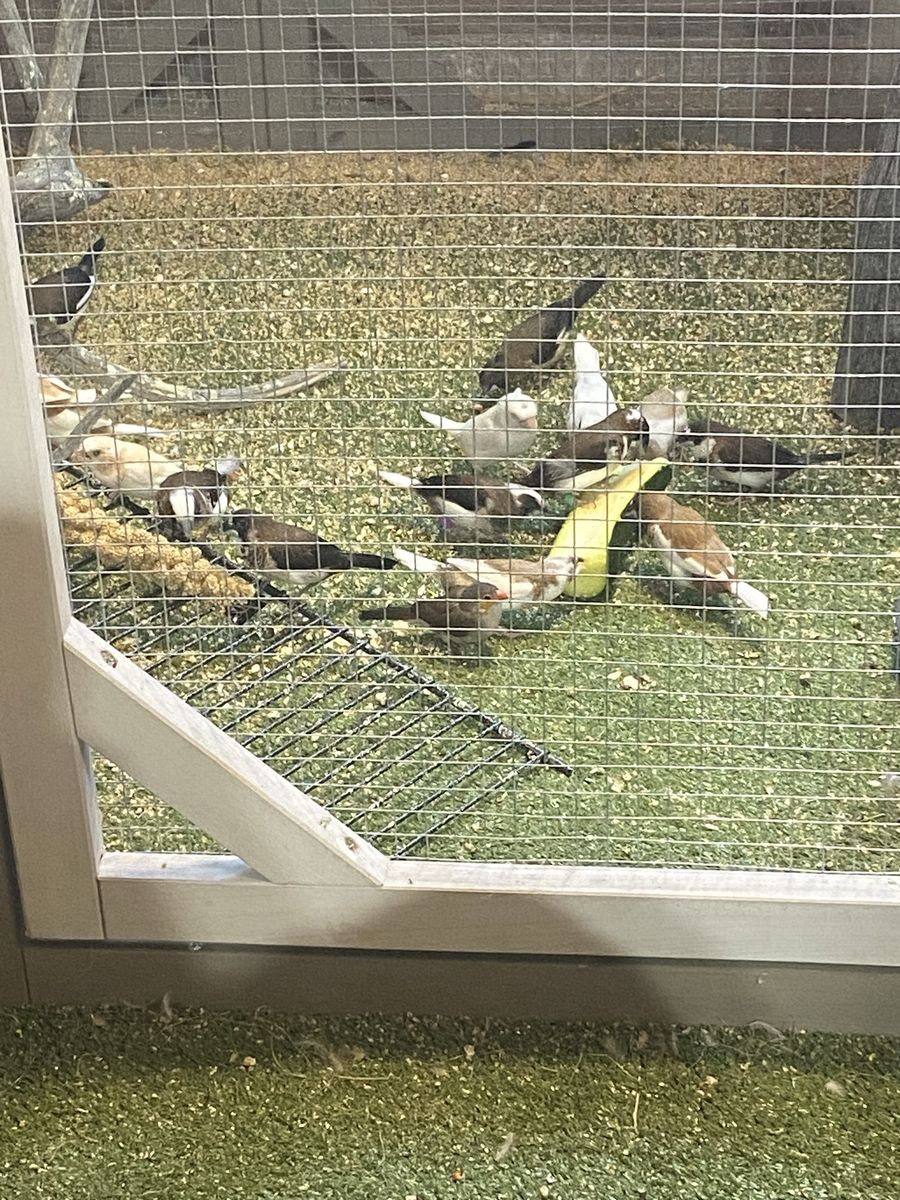 Society Finches