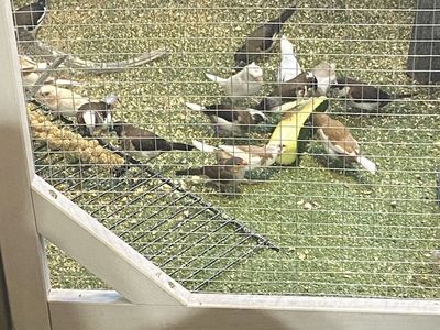 Society Finches