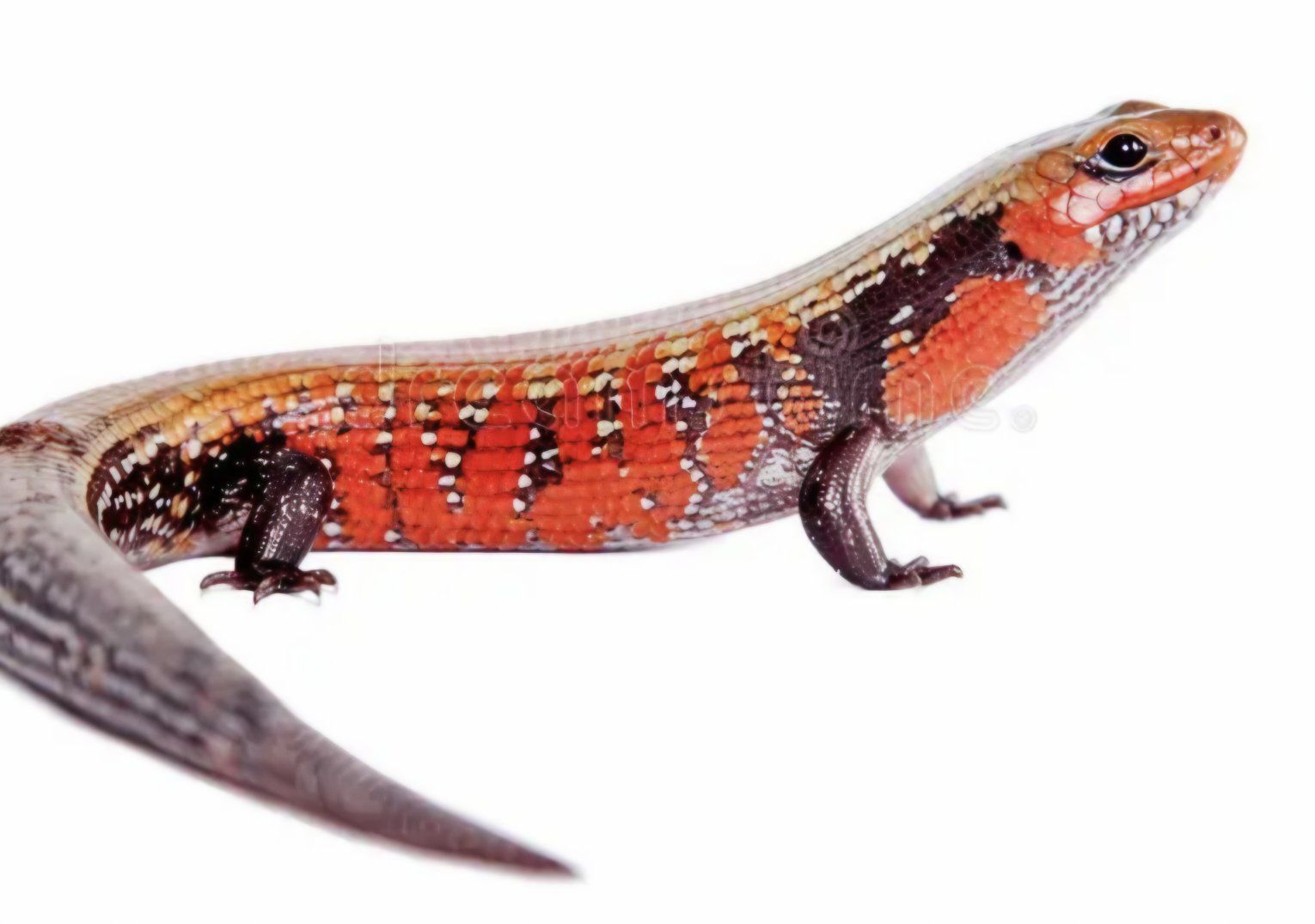 Main image 2
