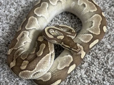 Ball Python + Tank/Accessories