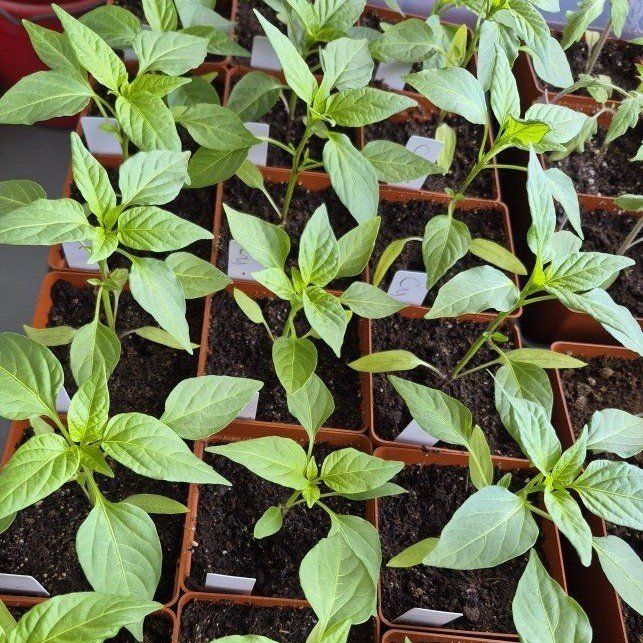 Garden Vegetable Starts