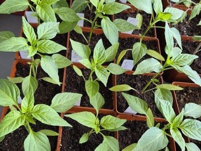 Garden Vegetable Starts