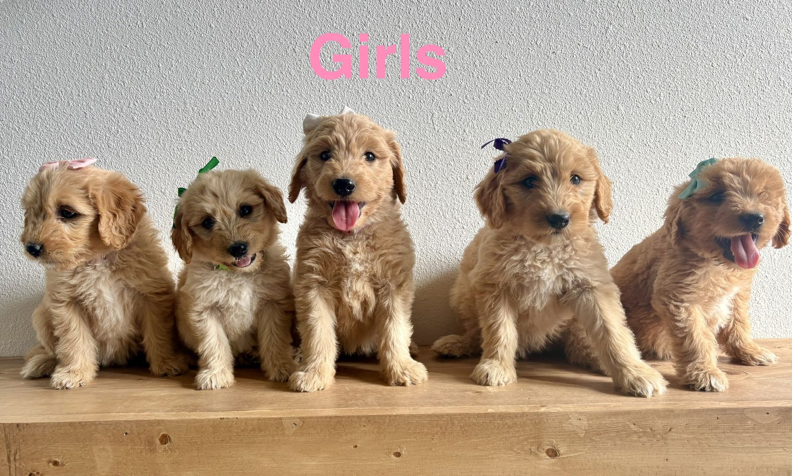 Ready now! F1 Goldendoodle Puppies-standard sized