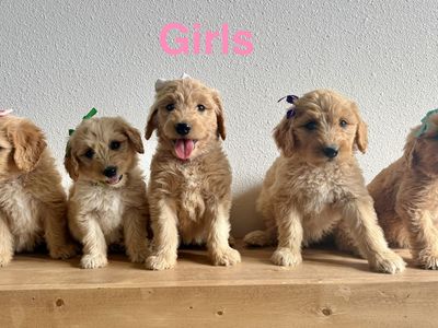 Ready now! F1 Goldendoodle Puppies-standard sized