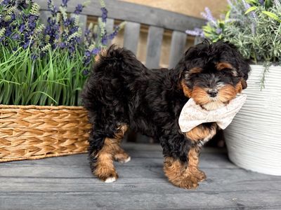 Beautiful Mini Bernedoodles! 15-25 pounds full grown. Multigen Bernedoodle.